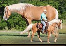 Tennessee Walking - Horse for Sale in Brodhead, KY 42634
