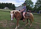 Joy - Mare in Marbury, AL Joy - Mare in Marbury, AL