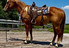 Quarter Horse - Horse for Sale in walkerton, IN 46574