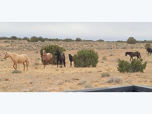Mustangs
