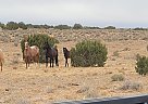 Mustang - Horse for Sale in Page, AZ 86040