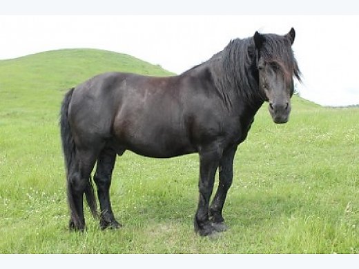 Purebred non-Registered Black Canadian Stallion - Canadian ...