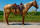Quarter Horse - Horse for Sale in Walkerton, IN 46574