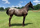 Scarlet - Mare in Marbury, AL Scarlet - Mare in Marbury, AL