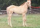 Quarter Horse - Horse for Sale in Gainesville, TX 