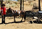 Miniature - Horse for Sale in Pearblossom, CA 93553 Miniature - Horse for Sale in Pearblossom, CA 93553