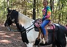Tj - Gelding in Bend, OR Tj - Gelding in Bend, OR