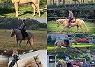 Barbie - Mare in Henderson, KY Barbie - Mare in Henderson, KY