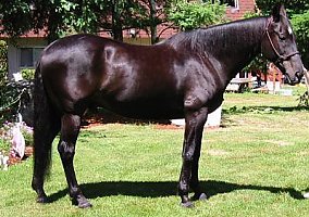 Thoroughbred (Thoroughbred, Stallion) in Woodinville, WA