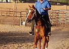 puzzles - Stallion in Phoenix, AZ puzzles - Stallion in Phoenix, AZ