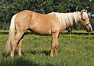Quarter Horse - Horse for Sale in Bastrop, TX 