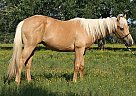 Quarter Horse - Horse for Sale in Bastrop, TX 