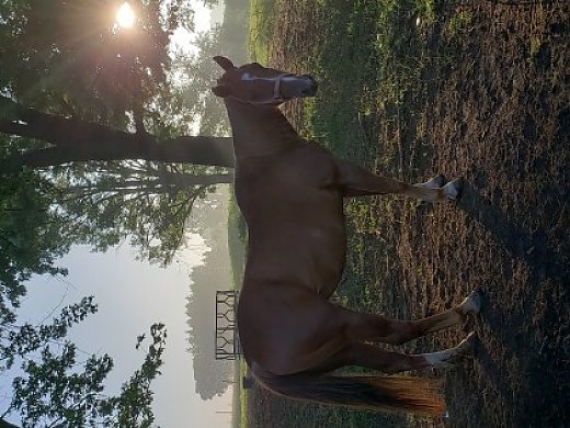 13 Year old Sorrel Mare