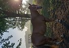 Quarter Horse - Horse for Sale in Milledgeville, IL 61051 Quarter Horse - Horse for Sale in Milledgeville, IL 61051