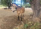 Arabian - Horse for Sale in Selah, WA 98942