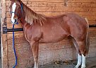 Appaloosa - Horse for Sale in Indian Head, SK S0G 2K0