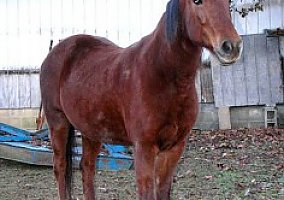Gentle MFT Mare for Sale Missouri Fox Trotter Mare