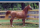 An Arabian Princess Arabian Mare