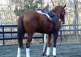Thoroughbred (Thoroughbred, Mare) in Manorville, NY