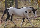 Paint - Horse for Sale in Bell, FL 32619 Paint - Horse for Sale in Bell, FL 32619