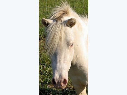 Beautiful Sweet AMHA/AMHR Show Stallion