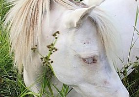 Miniature Horse (Miniature Horse, Stallion) in New Richmond, OH