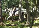 BIg Grey 17h 8y Gelding Thoroughbred Gelding