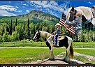 Gypsy Vanner - Horse for Sale in , WY 82414