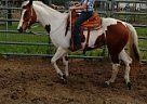 Paint - Horse for Sale in Bell, FL 32619