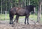 Draft Gelding Titan