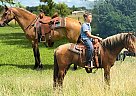 Quarter Horse - Horse for Sale in Houston, MO 65483
