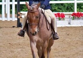 Welsh Pony and Cob (Welsh Pony and Cob, Mare) in Forest City, NC