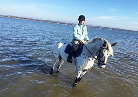 Appaloosa (Appaloosa, Gelding) in Friendship, MD