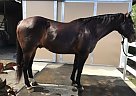 Finished Head Horse FOR Sale Brownie