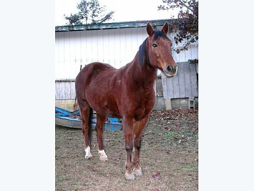 Gentle MFT Mare for Sale