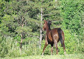 Missouri Fox Trotter (Missouri Fox Trotter, Mare) in Sevierville, TN