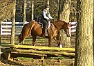 Gorgeous Big Bay Thoroughbred Gelding