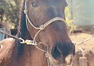 Appendix - Horse for Sale in Simi Valley, CA 93065 Appendix - Horse for Sale in Simi Valley, CA 93065