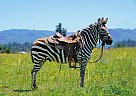 Other - Horse for Sale in Ouray, CO 81427