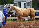 Quarter Horse Gelding for Sale in Larsen, Wisconsin Quarter Horse Gelding for Sale in Larsen, Wisconsin