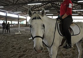 Maximus (Appaloosa, Gelding) in Sandy, UT