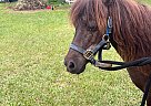 Miniature - Horse for Sale in Homosassa, FL 34446