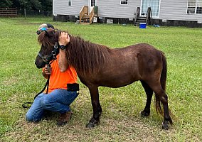 Miniature Horse (Miniature Horse, Mare) in Homosassa, FL