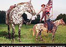 Appaloosa - Horse for Sale in Greenfield, MO 65661