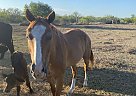 Other - Horse for Sale in Refugio, TX 78377