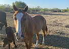 Other - Horse for Sale in Refugio, TX 78377 Other - Horse for Sale in Refugio, TX 78377