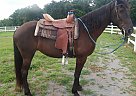 Tennessee Walking - Horse for Sale in , TN 37876