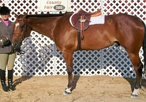 Quarter Horse (Quarter Horse, Gelding) in Watertown, WI
