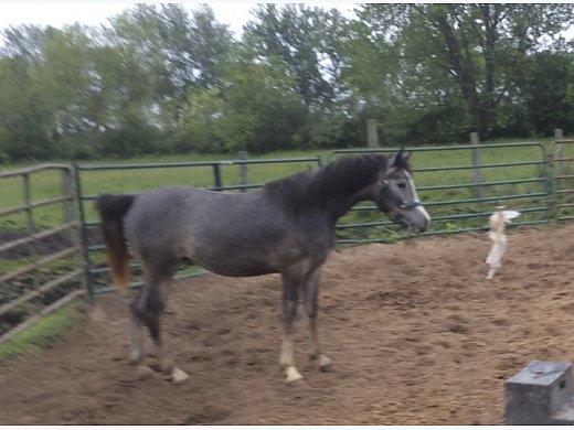 2017 Grey Stallion for Sale