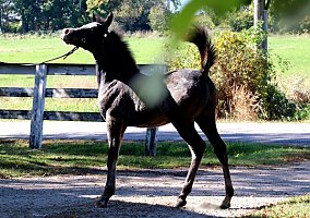 Arabian (Arabian, Stallion) in Whitewater, WI
